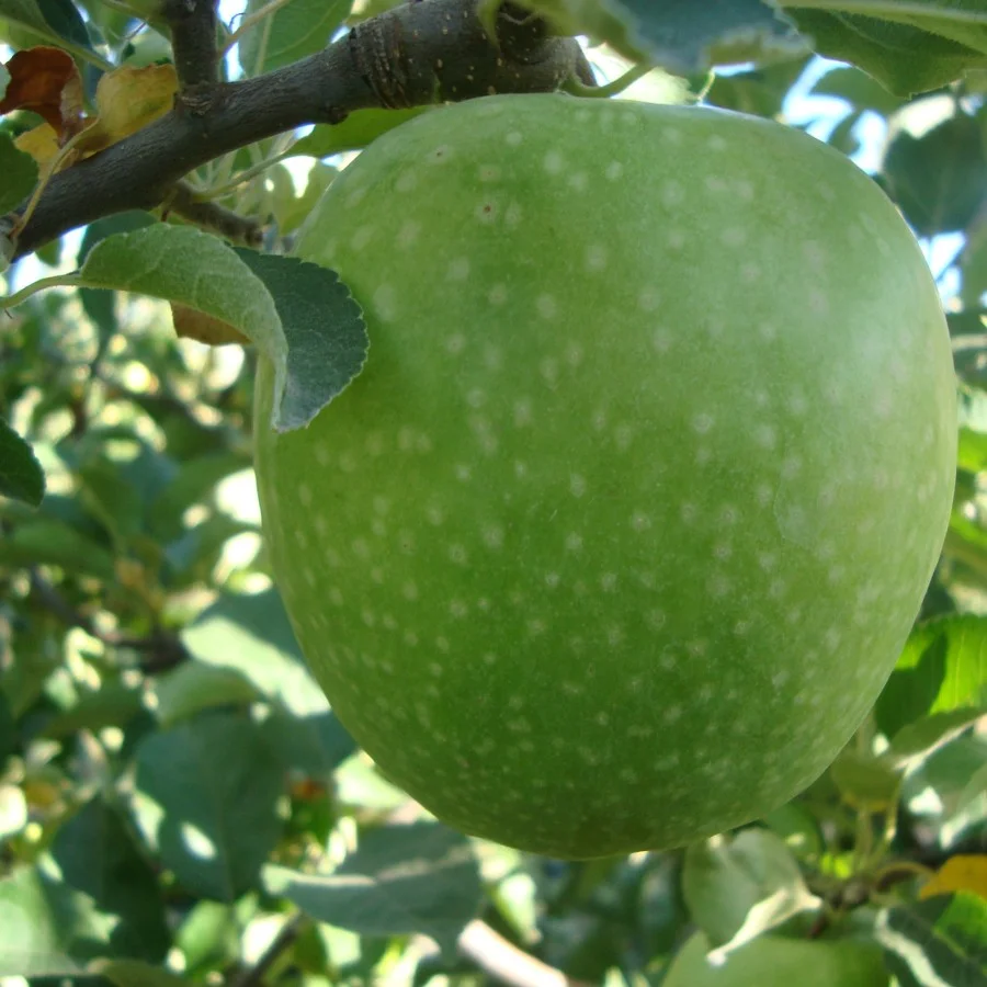 Granny Smith M9
