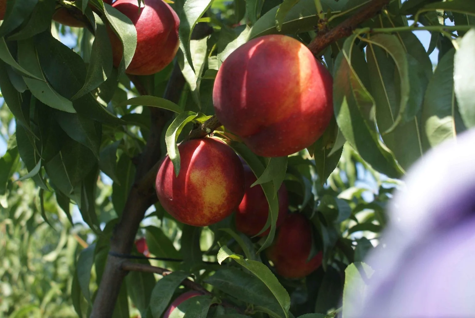 Sweet Lady Nectarine Carmen