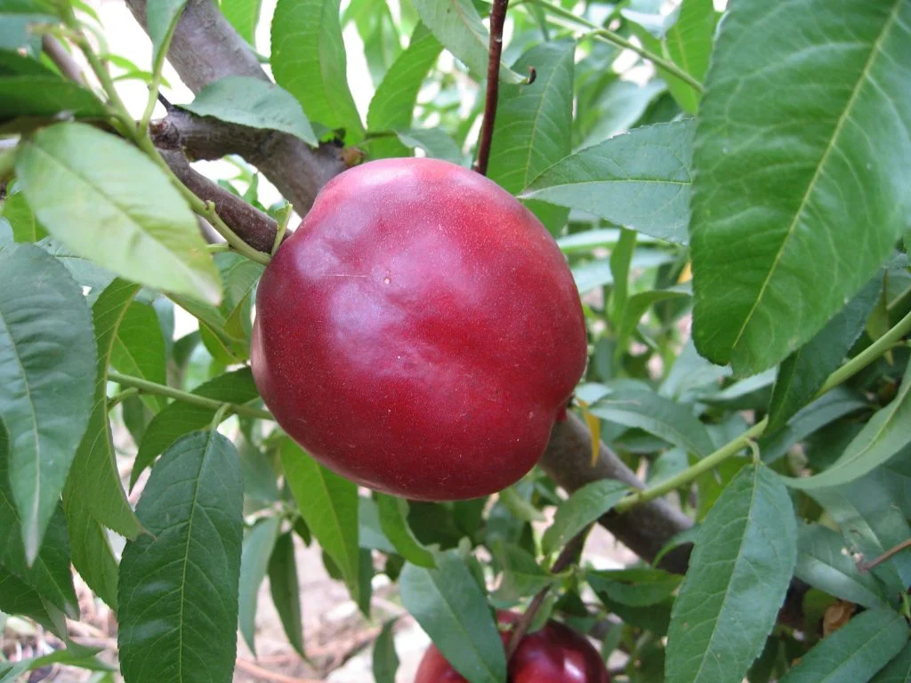 Extreme Red Nectarine Carmen
