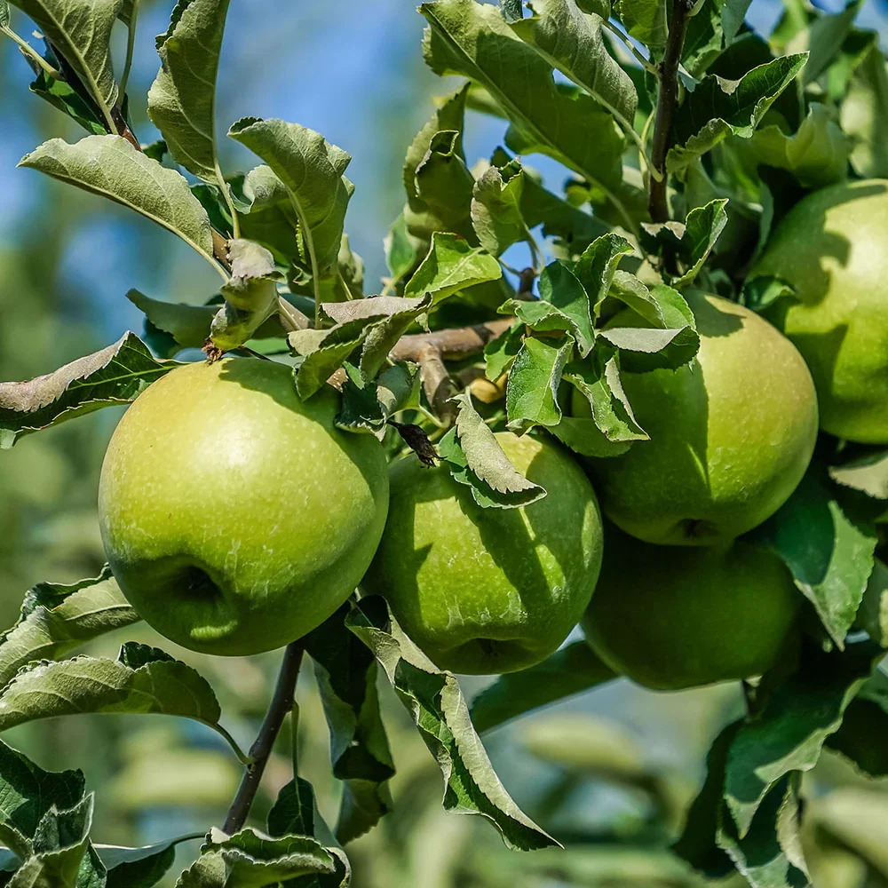 Granny Smith M106