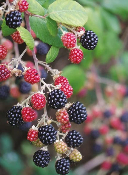 Blackberry