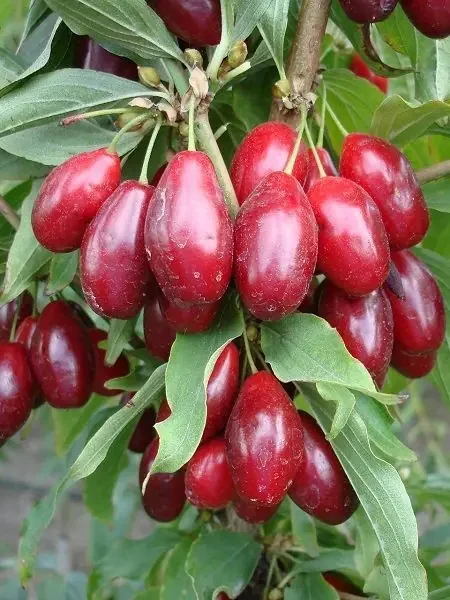 Cranberry